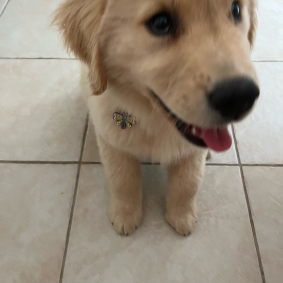 🦋Pet collar charm - Picture 7 of 8